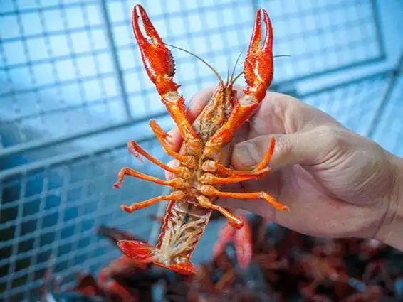 食客点龙虾,做记号,上菜后发现被换