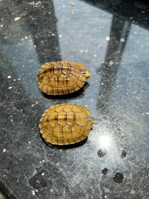 金头天使眼的龟龟