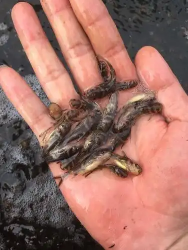 苗 苗场供应,新品种黄辣丁鱼苗,黄蜂鱼苗,黄骨鱼苗,生猛吃料.