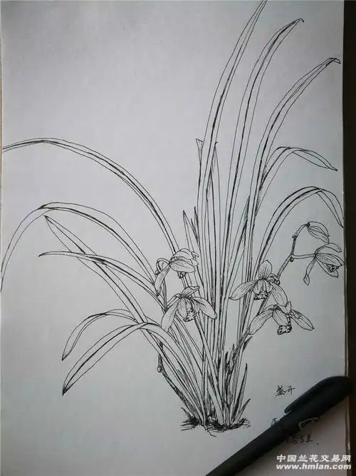 用笔留下的纪念-摄影书画-中国兰花交易网社区