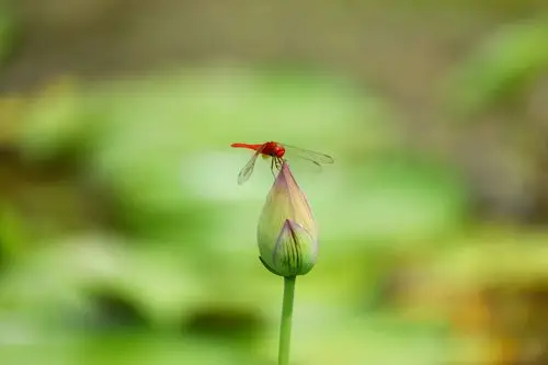 《小荷才露尖尖角》