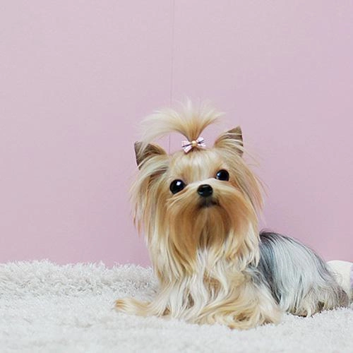 约克夏适合新手主人的小特点 张秀根带你分析