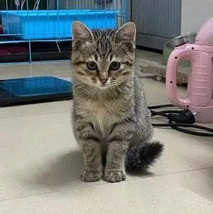 中华田园猫幼崽宠物小狸花猫活体猫舍幼猫纯种土猫家猫猫猫咪活物