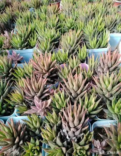 条纹十二卷多肉植物.