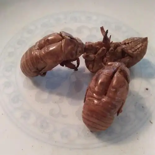 蝉蜕 蝉蜕统货 产地 山东省聊城市高唐县