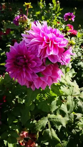 河州秋叶渐红菊花飘香.金秋花海美景给你好看