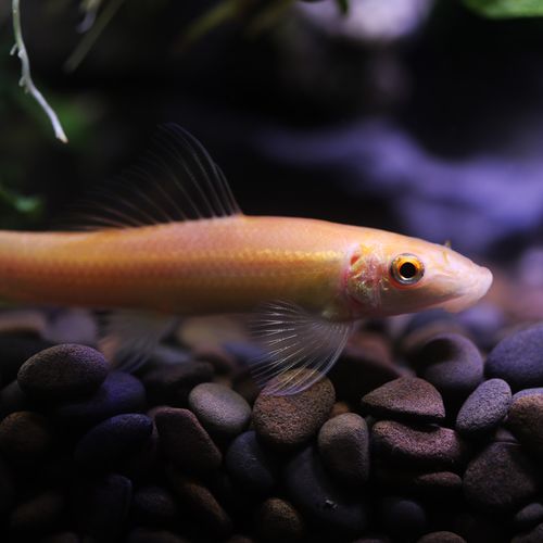 金苔鼠鱼活体淡水热带观赏鱼清道夫青苔鼠鱼缸清洁工具鱼除藻底栖