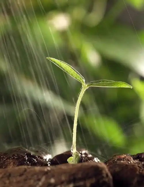 希望的小种子发芽了, 一往而情深, 期盼茁壮成长, 开花结果.
