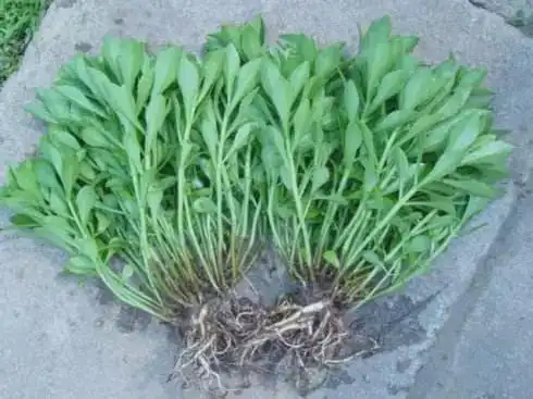 农村过去用来喂猪的野草其实是高钙菜现在城里10元一斤