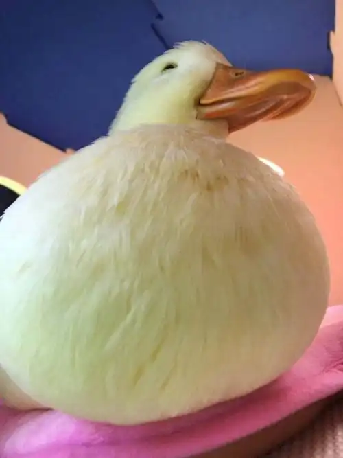 宠物秀:岛国小胖鸭,圆滚滚的大胸脯看着超萌,想捏!