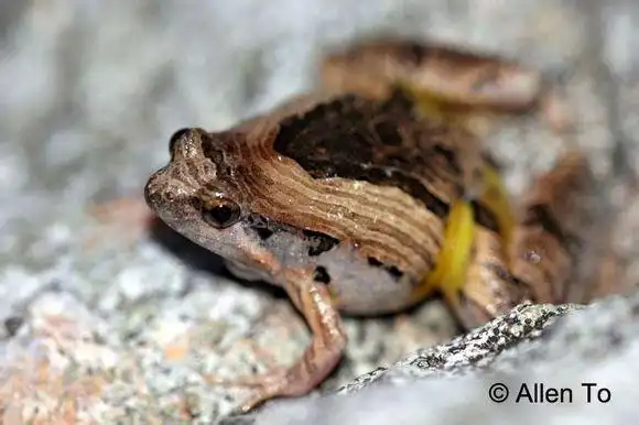 国没常见的蛙类!你认识几种?