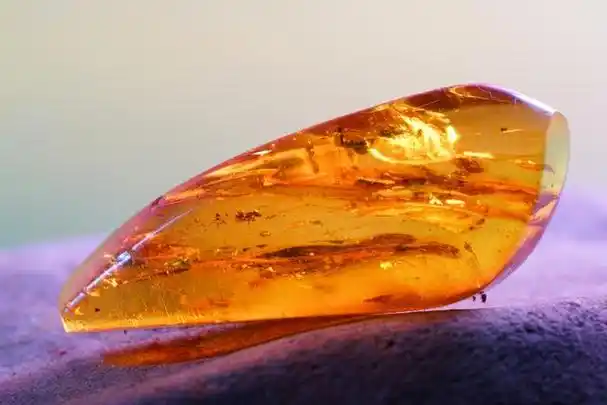 千年的黄金泪:琥珀是如何诞生的?