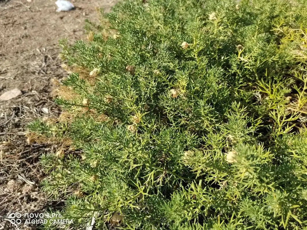 我们叫臭蒿子,学名骆驼蓬,长在荒野中,生命力顽强,青绿时味道 - 抖音