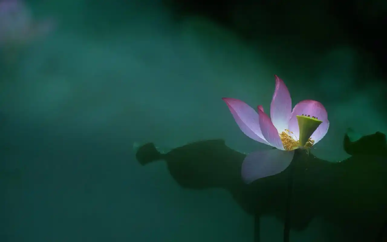 夏荷绿叶清新唯美高清桌面壁纸高清大图预览1920x1200_植物壁纸下载