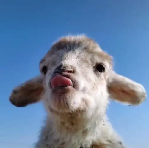 自截小羊头像侵删