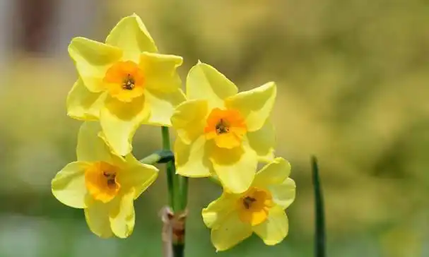 袁咏仪:幸福生活的启示 袁咏仪和张智霖夫妇是娱乐圈中的一对模范夫妻