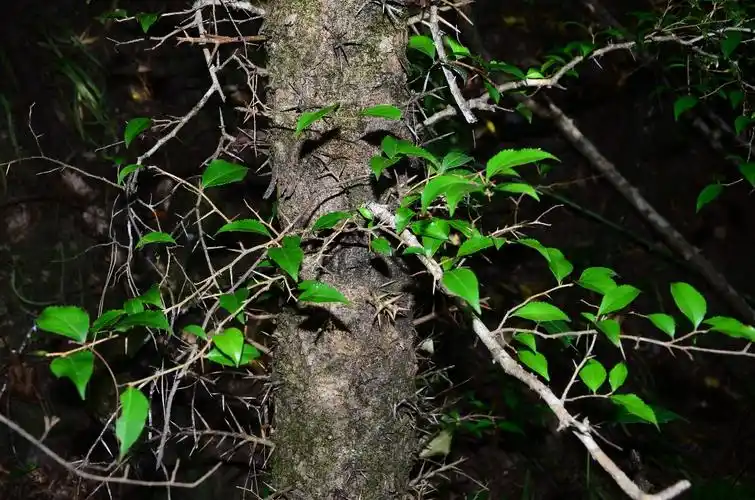 武夷山植物柞木一