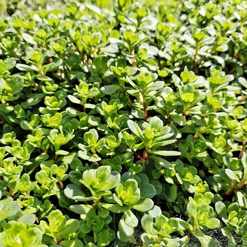 贵州凹叶景天圆叶景天多肉植物护盆草马牙半支莲石板还阳阳台盆栽