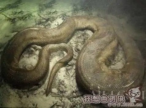 真是活腻了!男子在水下冒死偷拍巨蟒