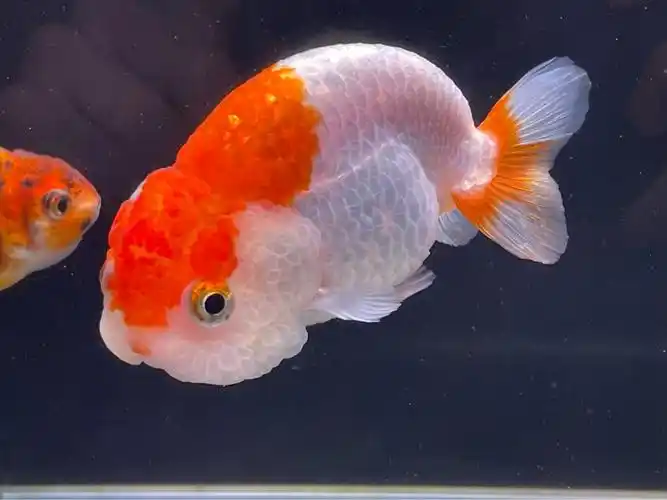 出自养精品兰寿普通泰狮