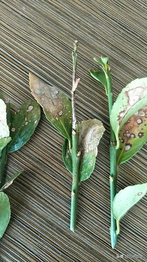 【植物炭疽病什么症状】秋雨连绵,园林植物炭疽病进入高发期,如何做