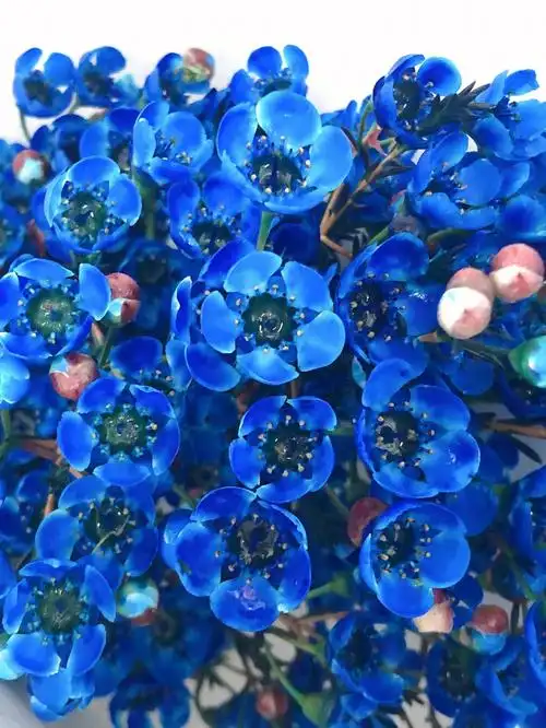 澳洲腊梅a级大花