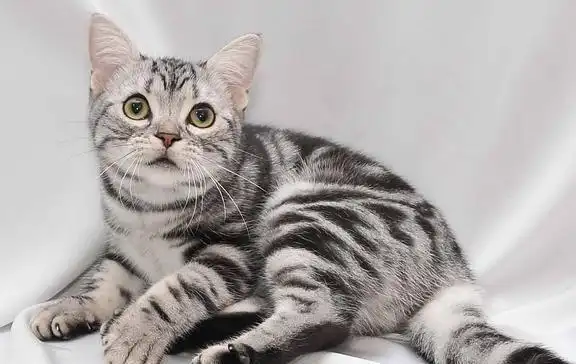 纯种美短猫才有的7个特征很多人养的都是串串