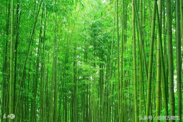 细细的叶,疏疏的节;雪压不倒,风吹不折.――清.郑板桥《题墨竹图》