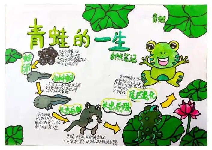 自然笔记大赛小学组获奖作品展示三