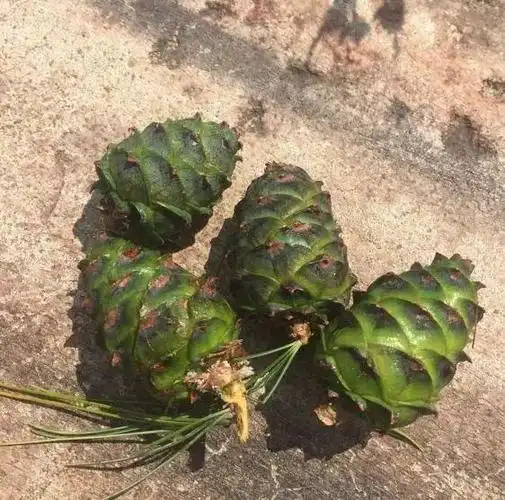 分清松果品种,否则种了也白种|松树|盆栽|松子|红松_网易订阅