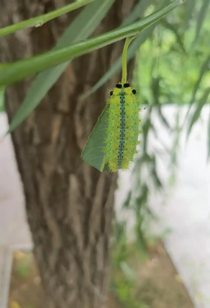 被洋辣子咬了,怎么快速缓解.