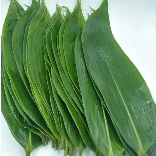 粽子叶新鲜野生粽叶包粽子叶大粽子叶真空袋装50张箬竹叶自然生长 200