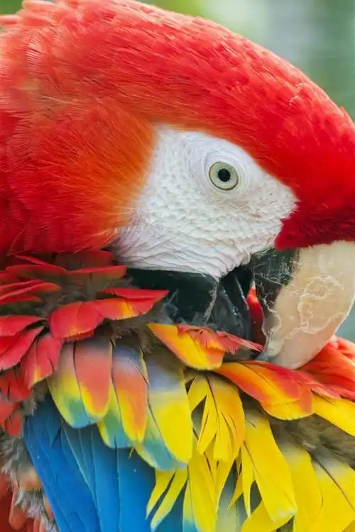 壁纸 鹦鹉,金刚鹦鹉,五彩的羽毛 2560x1920 hd 高清壁纸, 图片, 照片