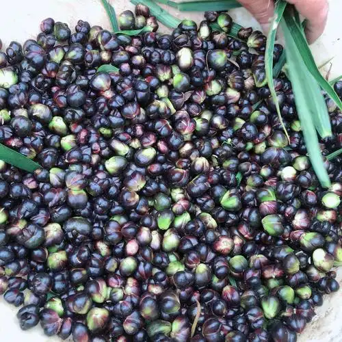 写美篇所谓百合子(籽),其实是百合的珠芽,并不是百合开花后结的果实.