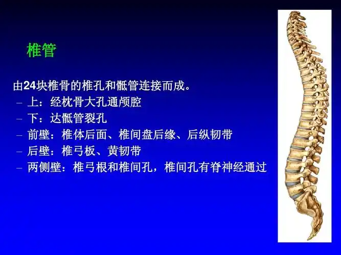 – 上:经枕骨大孔通颅腔 – 下:达骶管裂孔 – 前壁:椎体后面,椎间盘