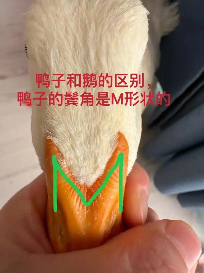 我来教大家如何分辨鸭子和鹅,如何分辨长大的鸭子是公鸭还是母鸭 - 抖