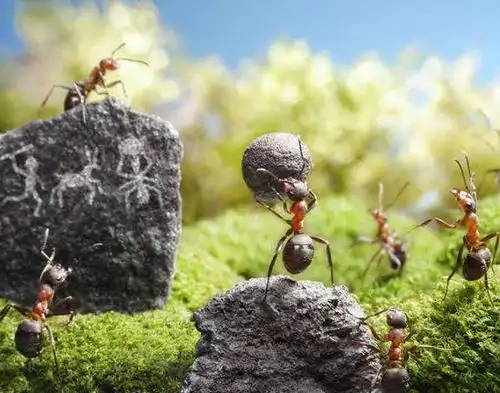 儿童睡前故事326期 | 蚂蚁大力士