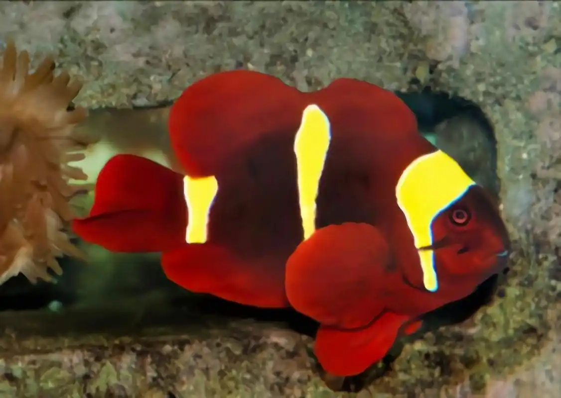 每天认识一种动物——金透红小丑鱼 金透红小丑鱼原产于太平洋