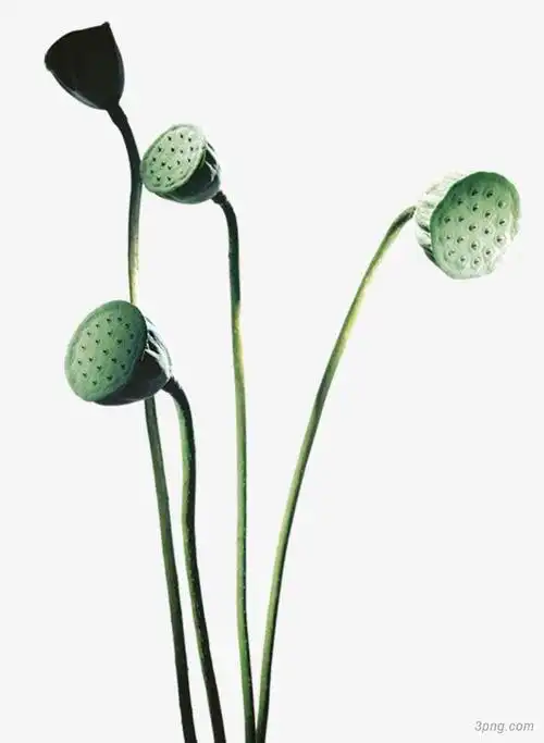 绿色莲蓬png素材透明免抠图片-卡通手绘-三元素3png.com