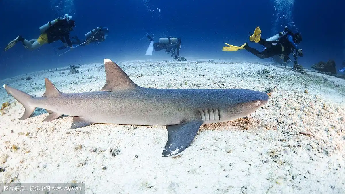 沙地上的白鳍鲨