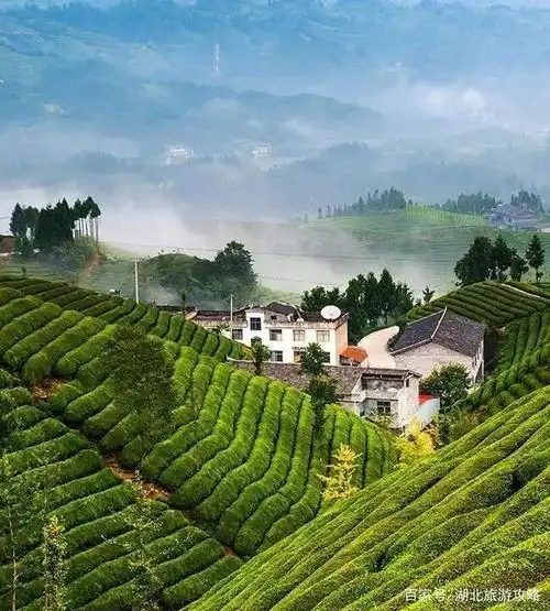 走进北纬30°的木耳山,湖北唯一的「中国30座最美茶园」