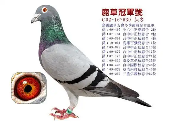 台湾名家赖铭涺的超级种鸽群欣赏