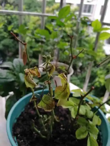 我的月季花怎么叶子黄了都掉光了,枝也黑了是什么原因啊,快救救我的