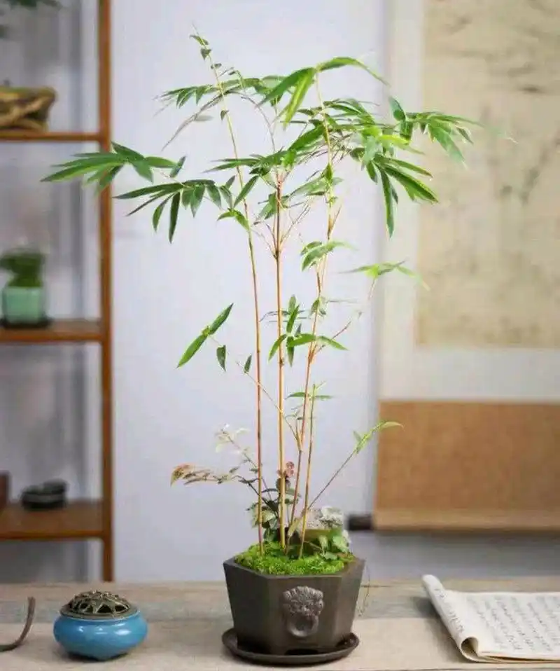 红观音竹寓意"平安吉祥",天冷后做4点,照样长得美美的