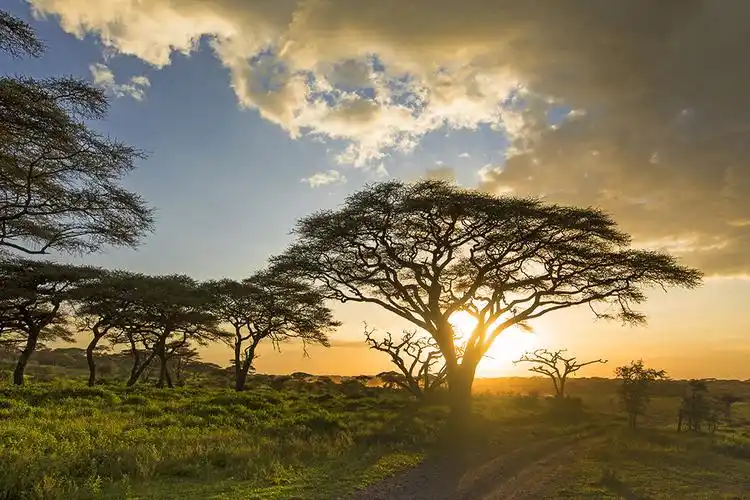 标题:美丽的东非大草原之三———稀"树"草原
