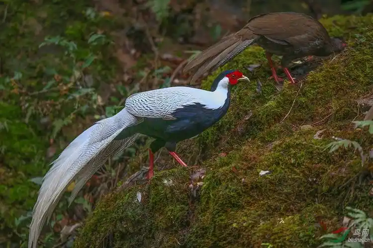 白鹇- 天津版 tianjin 鸟网