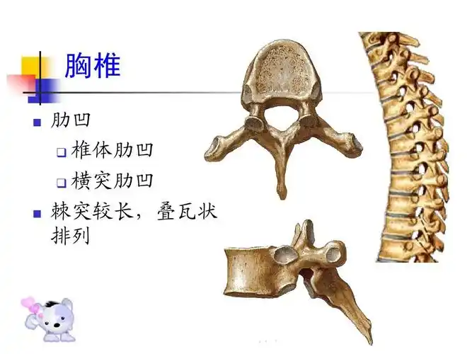 功能解剖 胸椎   肋凹   椎体肋凹   横突肋凹 棘突较长,叠瓦状 排列