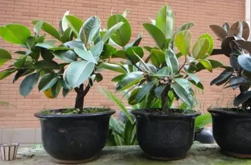 橡皮树怎么修剪造型 橡皮树的修剪方法(图)