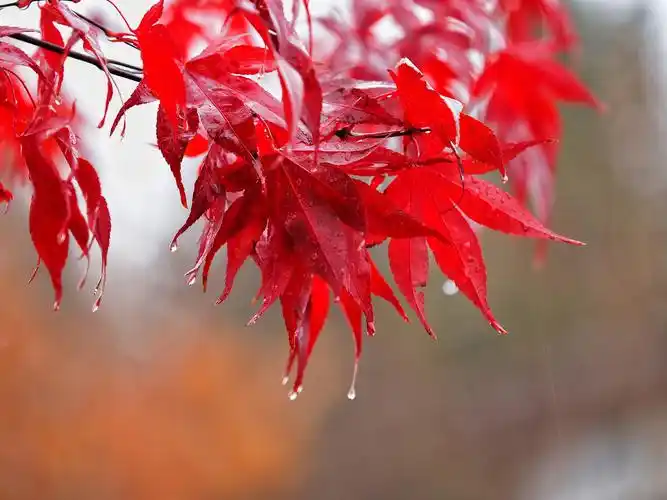 雨天枫叶