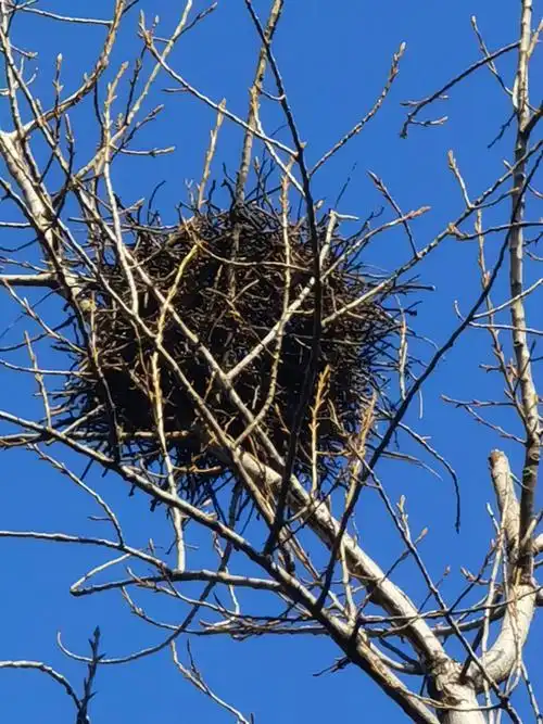 观喜鹊筑巢周记